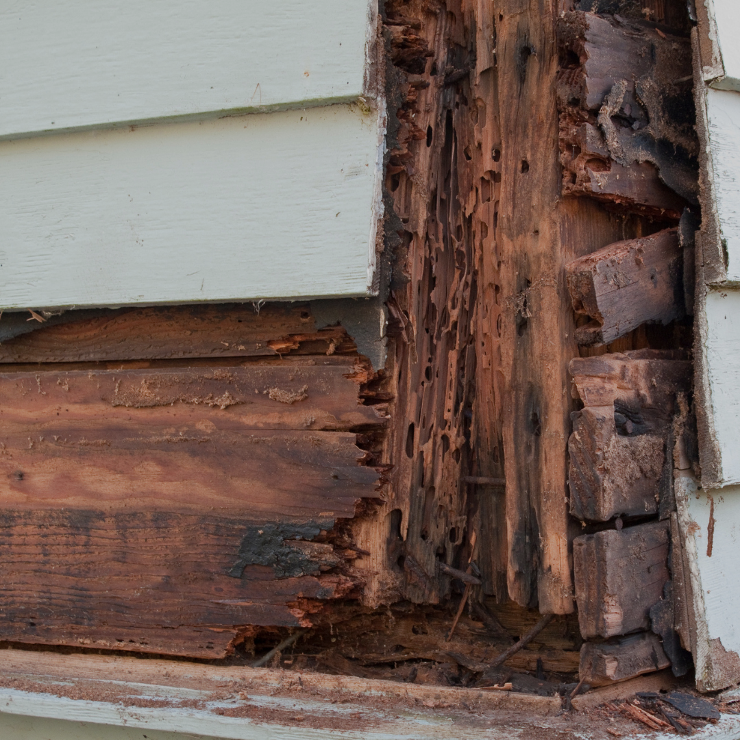 Pest damage from termites found during a residential pest inspection