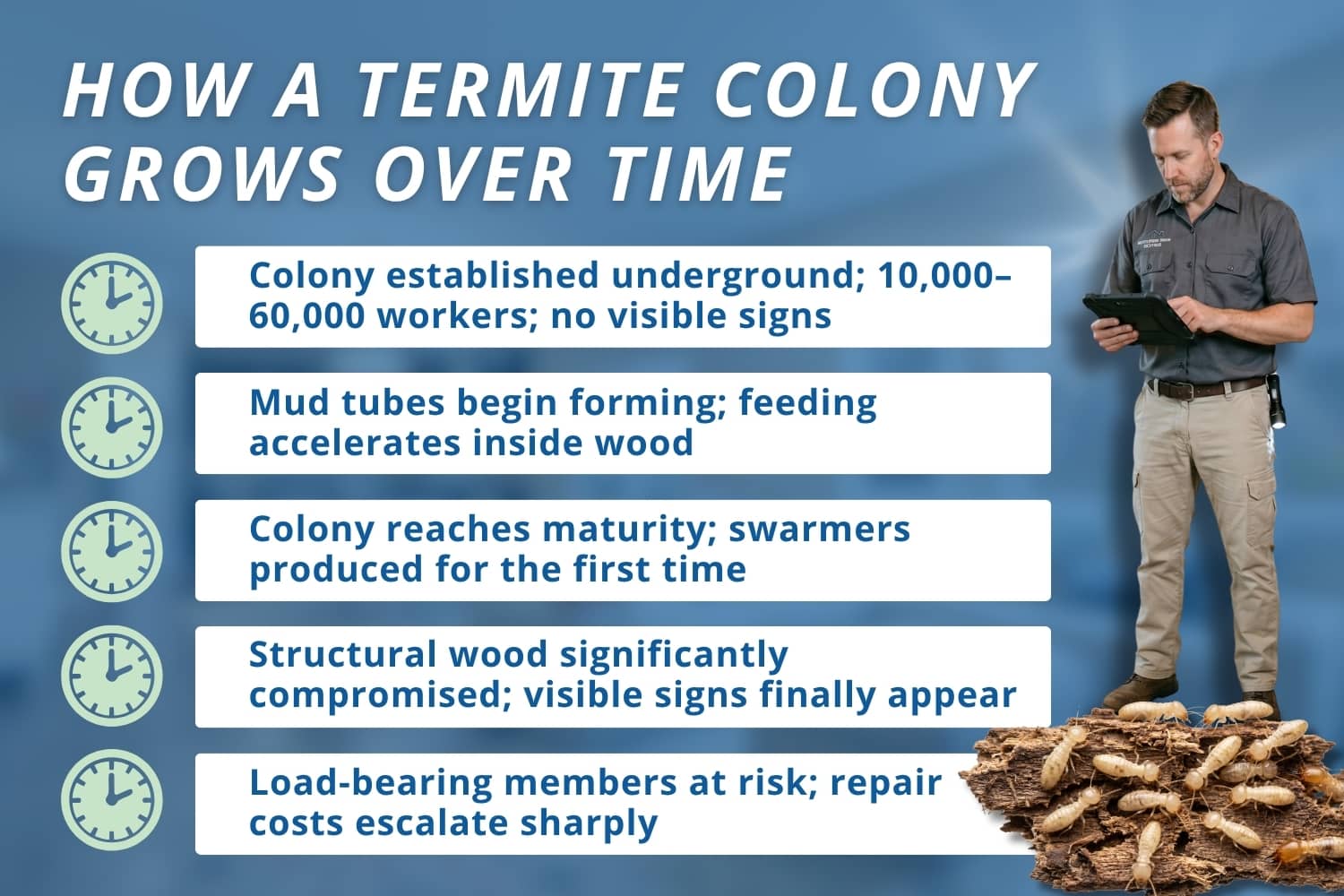 Timeline showing how a subterranean termite colony grows from year one through year eight, from no visible signs to serious structural damage.
